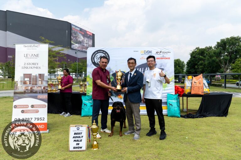 best local in show